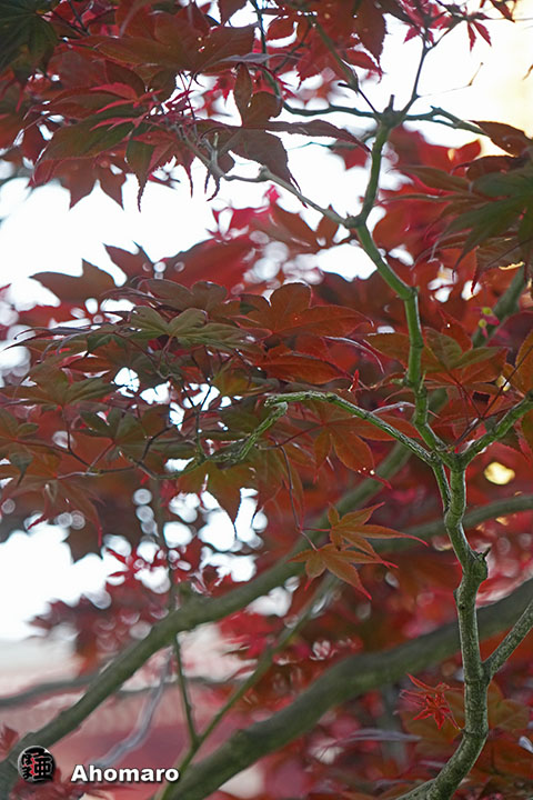 写真00
