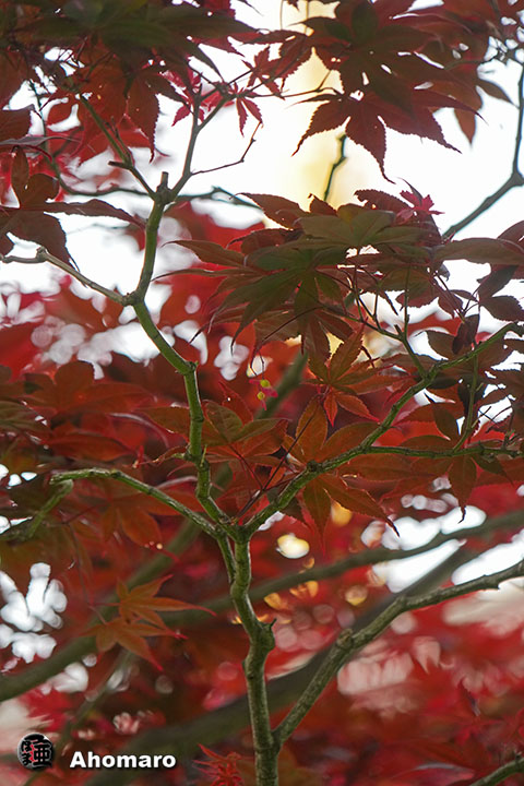 写真00