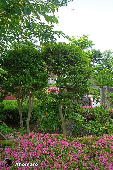 写真00