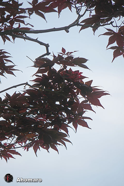 写真00