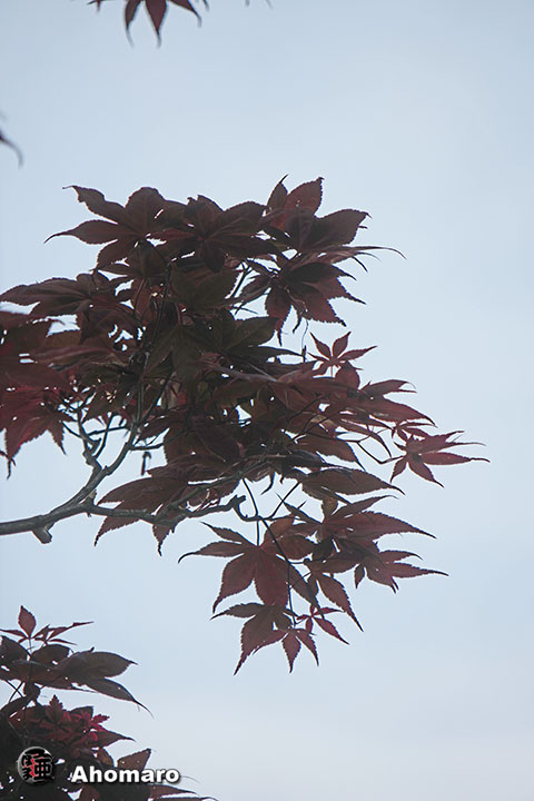 写真00
