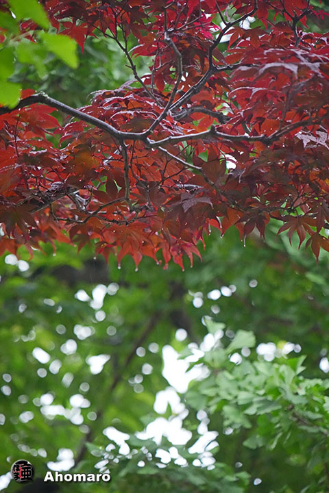 写真00