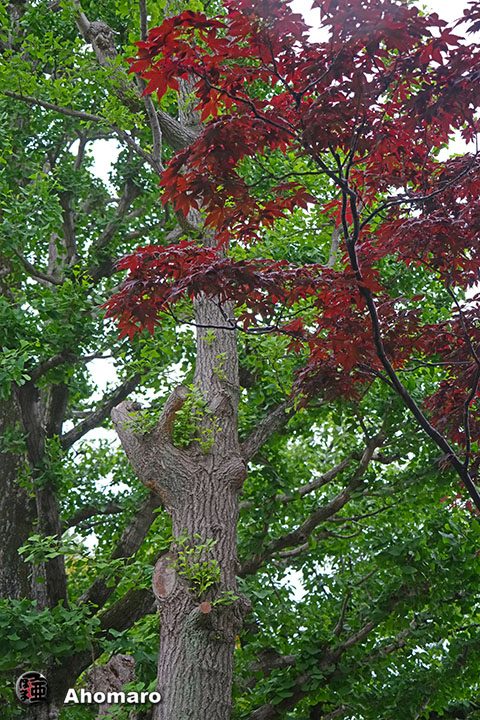 写真00