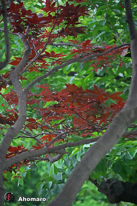 写真00