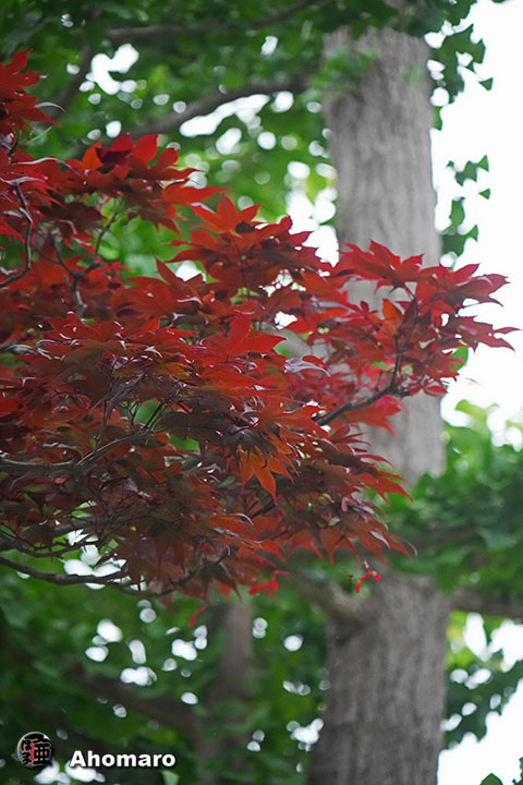 写真00