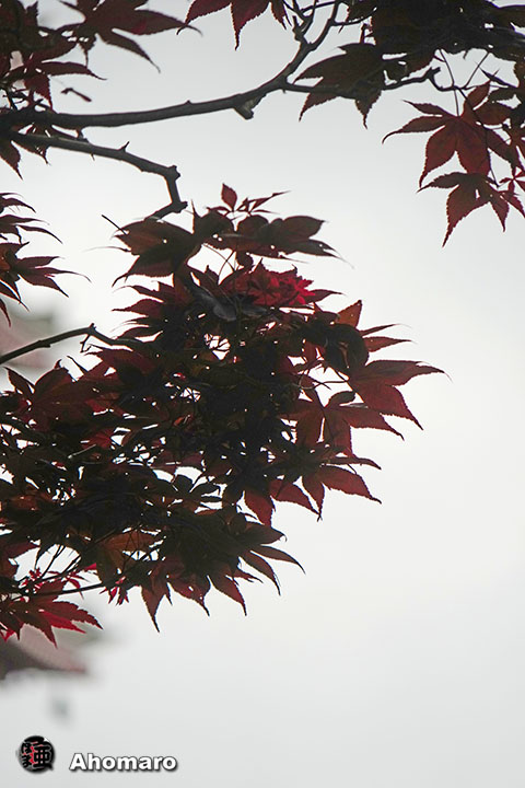 写真00