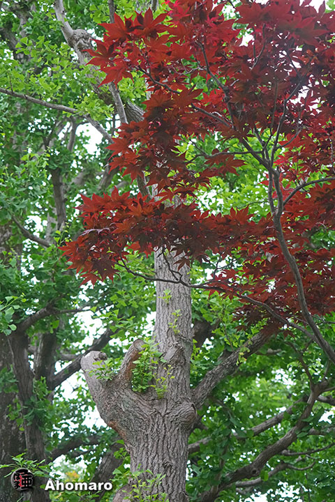 写真00