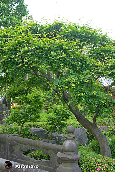 写真00