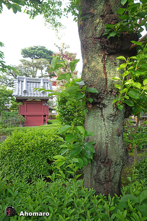 写真00