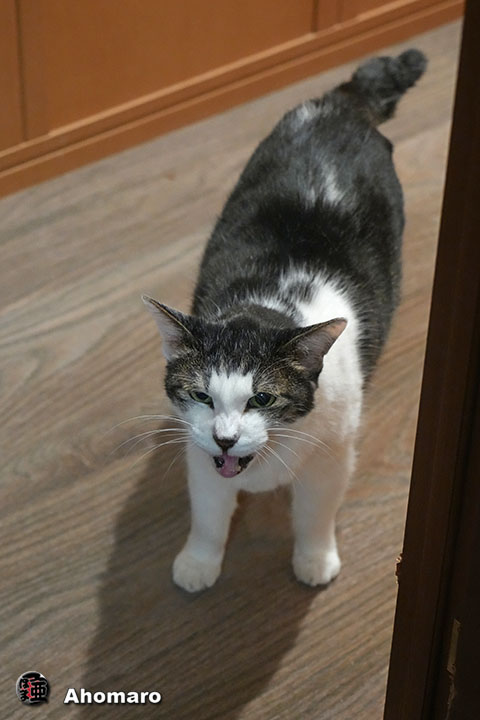 ʐ^00