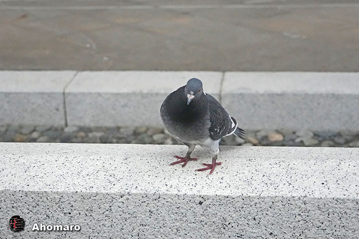 ʐ^00