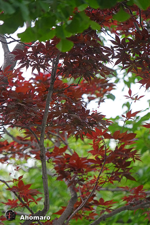 写真00