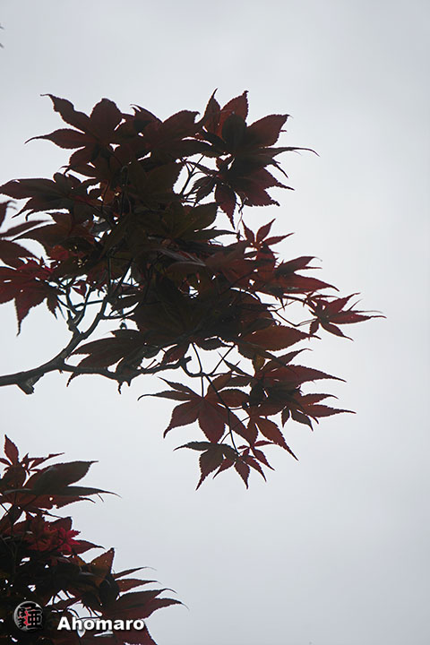 写真00