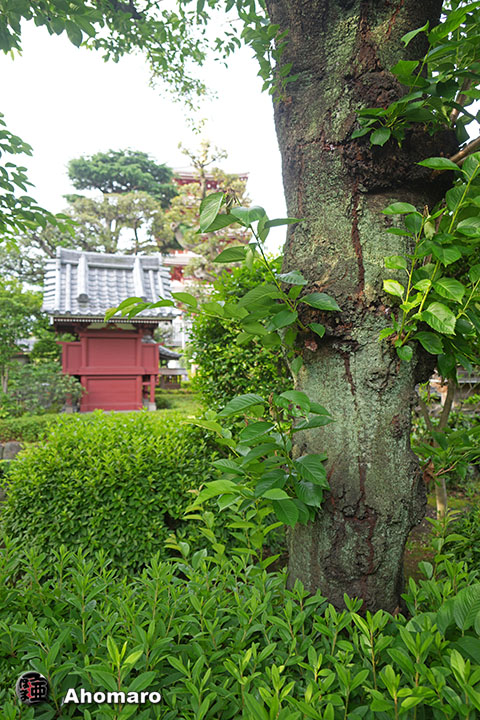写真00