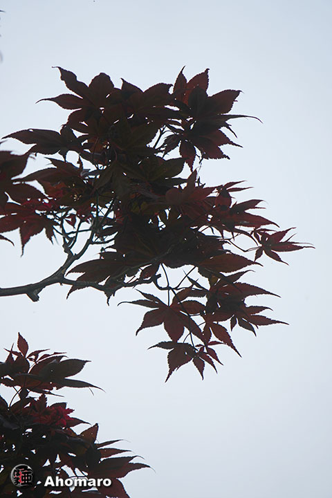 写真00