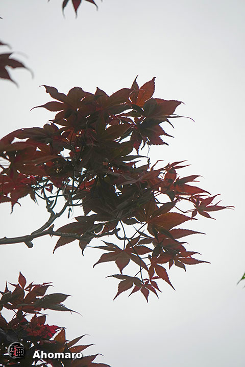 写真00
