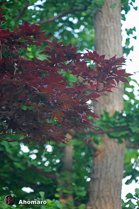 写真00