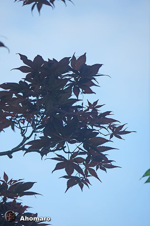 写真00