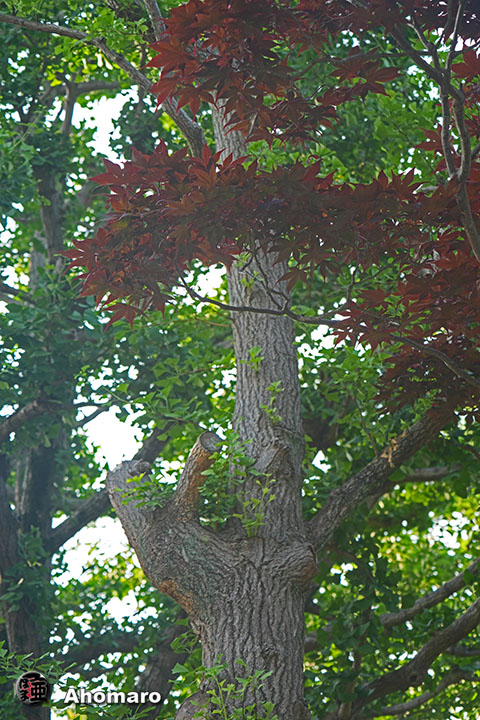 写真00