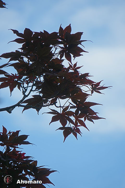 写真00