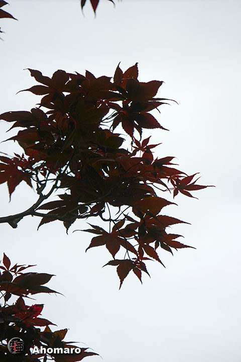 写真00