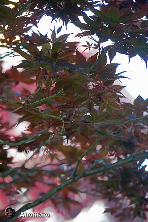 写真00