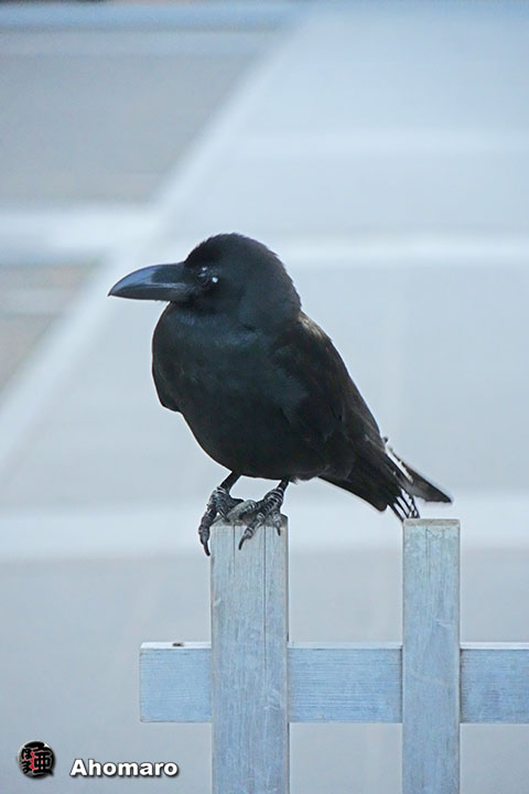 ʐ^00