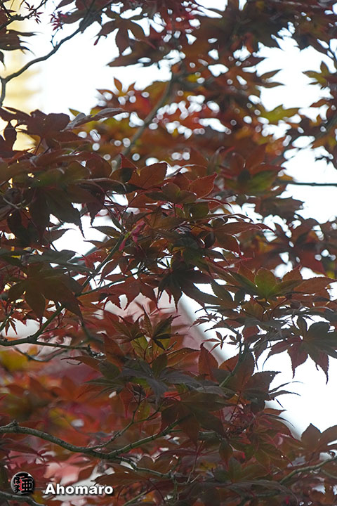 写真00