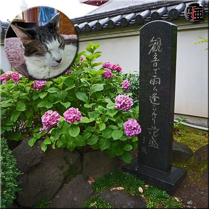 Lʐ^