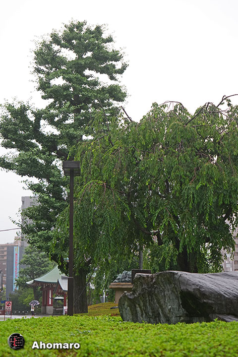 写真00