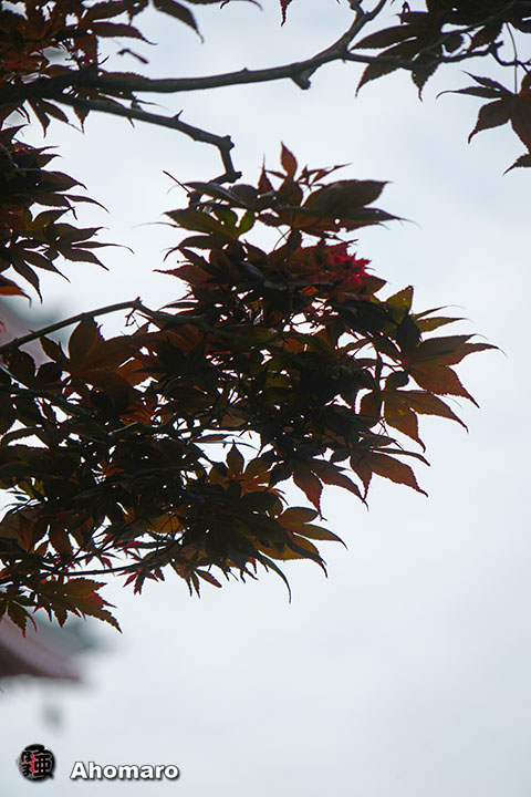 写真00