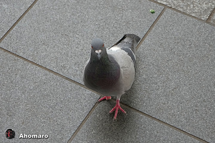 ʐ^00