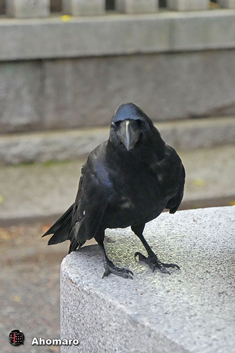 ʐ^00