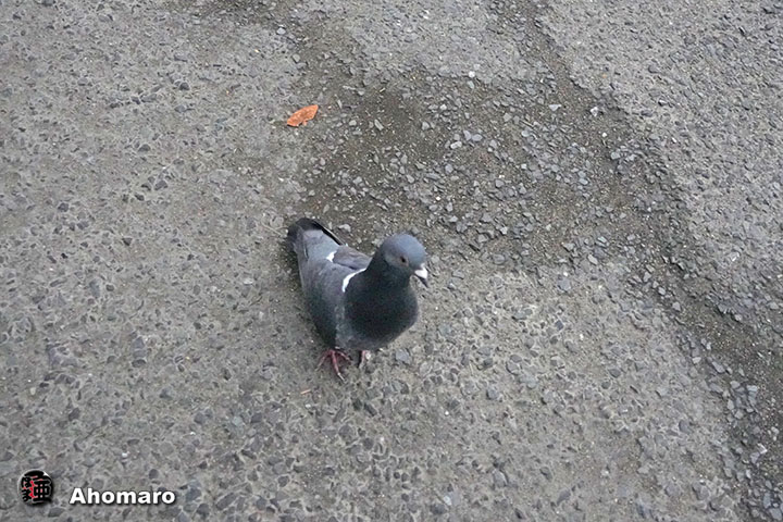 ʐ^00