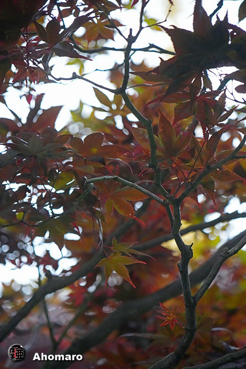 写真00