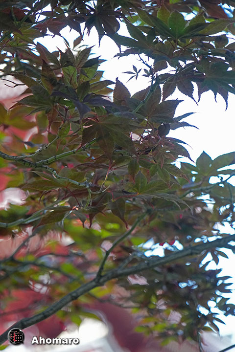 ʐ^00