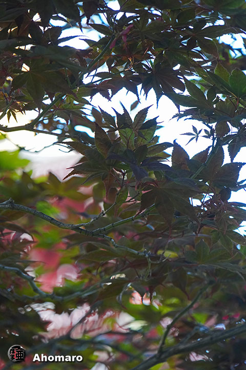 ʐ^00