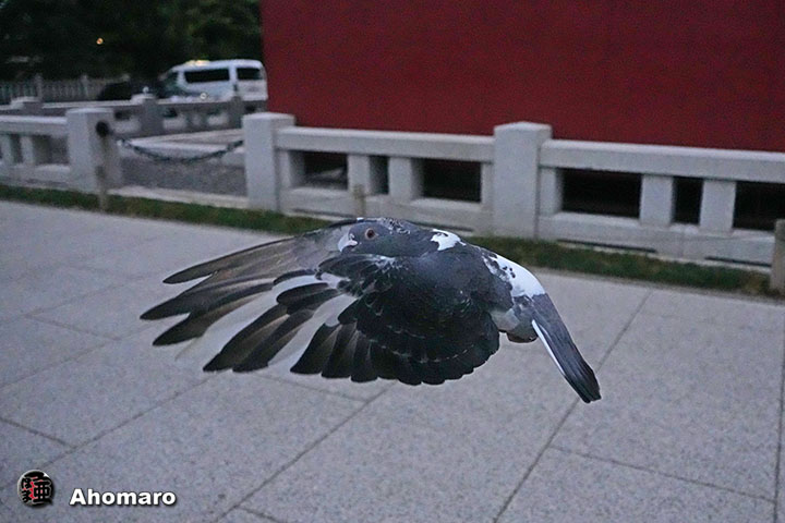 ʐ^00