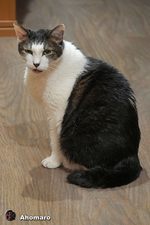 ʐ^00