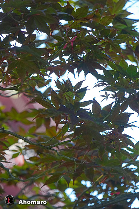 ʐ^00