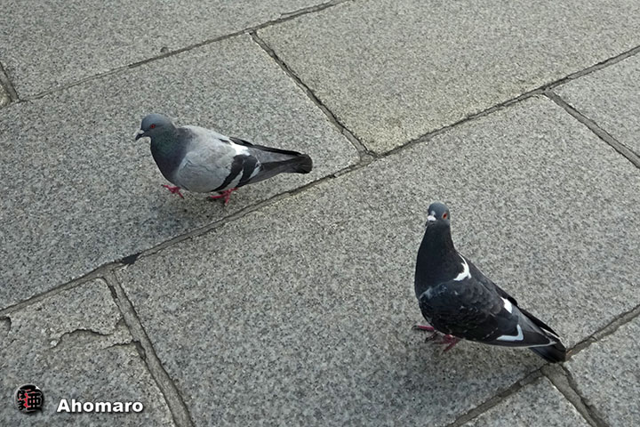 ʐ^00