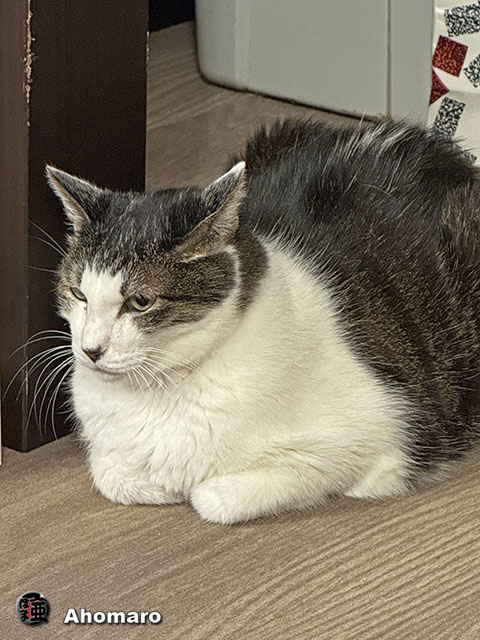 ʐ^00