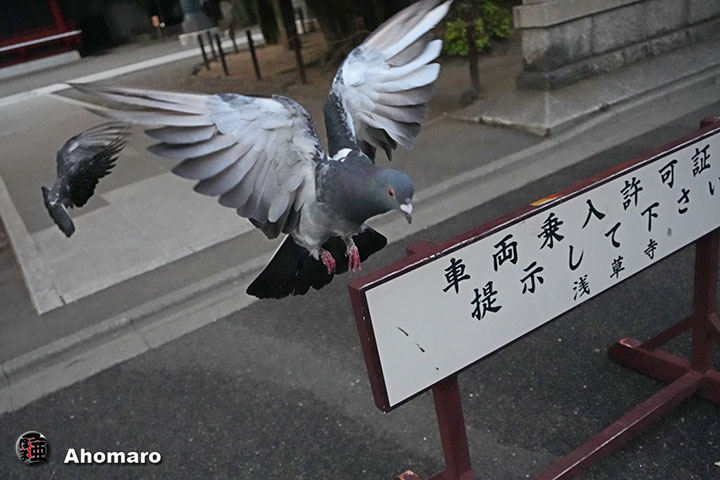 ʐ^00