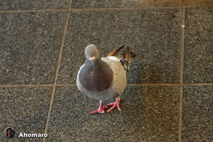ʐ^00