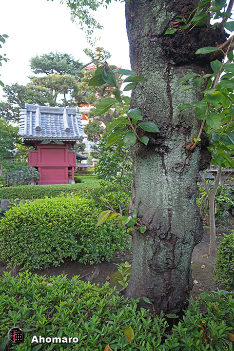 写真00