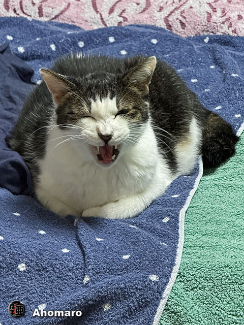 ʐ^00