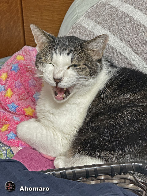 ʐ^00