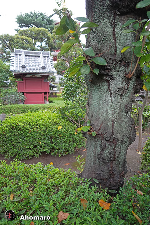 写真00