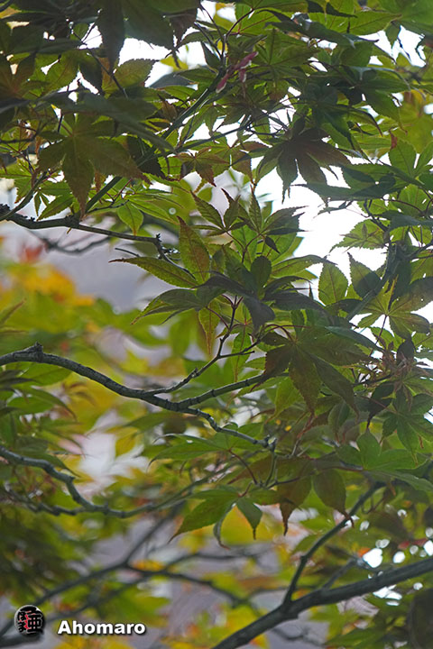ʐ^00