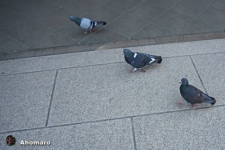 ʐ^00